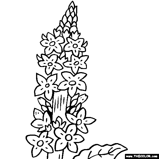 Verbascum Flower Coloring Page, Verbascum Coloring