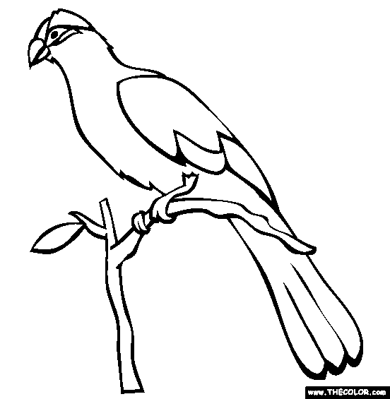 Violet Turaco Coloring Page