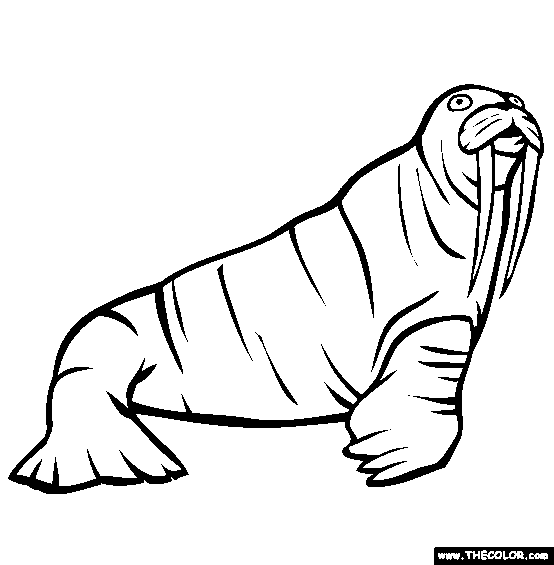 Walrus Coloring Page