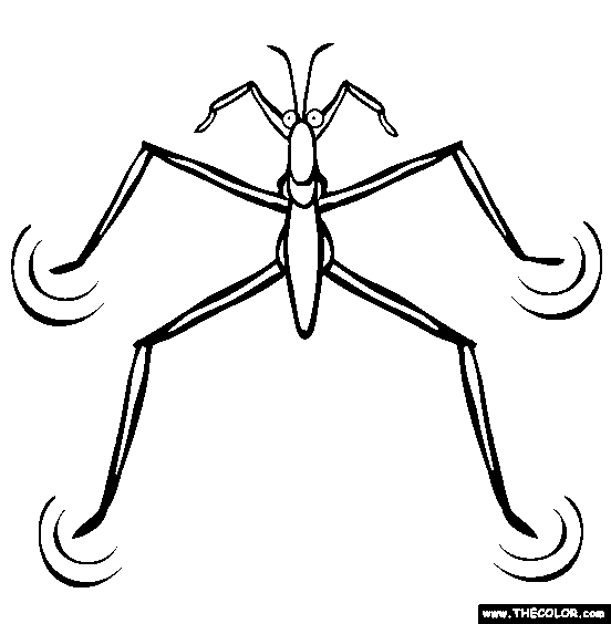 Water Skipper Coloring Page