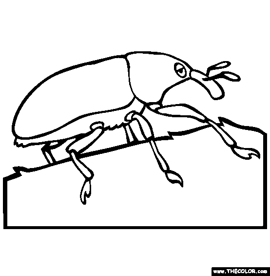 Weevil Coloring Page