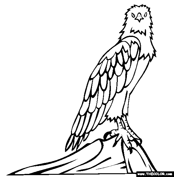 White Bellied Sea Eagle Coloring Page