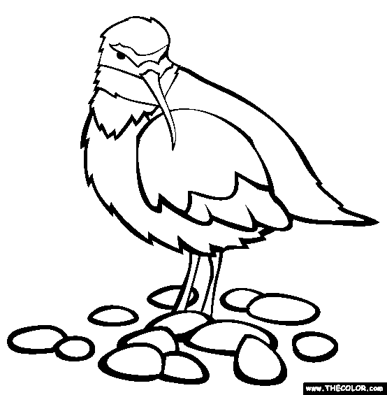 Wrybill Coloring Page