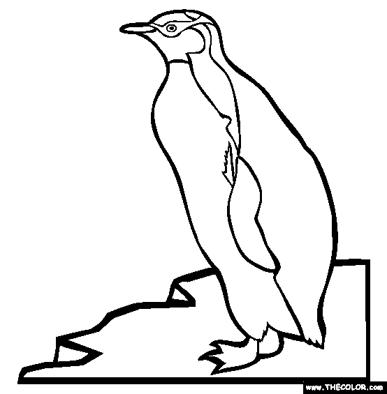 Yellow Eyed Penguin Coloring Page
