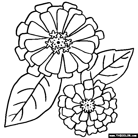 Zinnias Flower Coloring Page, Color Zinnias