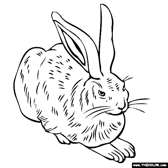 Albrecht Durer - Young Hare Painting Coloring page