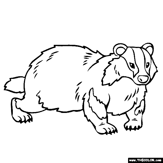 Badger Coloring Page