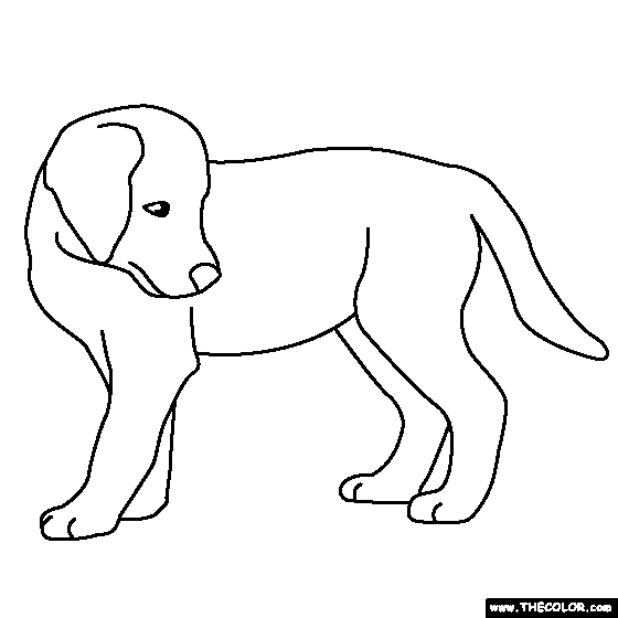 Golden Retriever Puppy Coloring Page