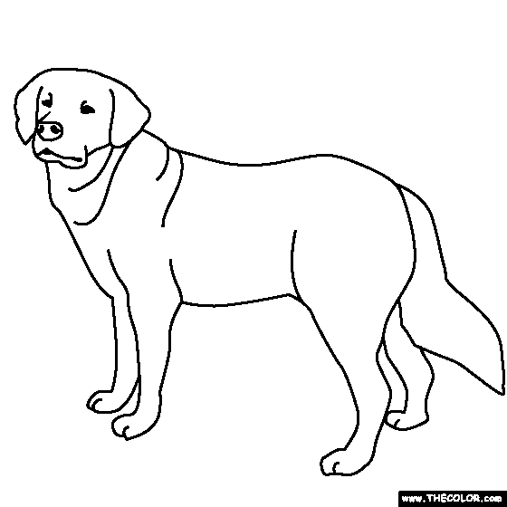 Golden Retriever Coloring Page