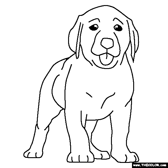 Labrador Puppy Coloring Page